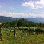 Larch Hills Winery - photo 3