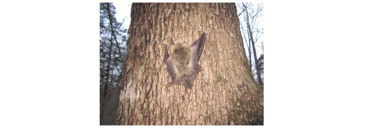 Wildlife Damage Solutions LLC cover photo