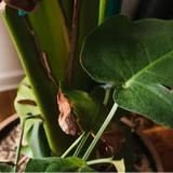 Shannon's Rustic Treasures