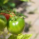 Shannon's Rustic Treasures - photo 1