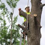 Shreveport Tree Services & Removal - photo 1