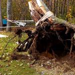 Shreveport Tree Services & Removal - photo 2