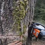 Shreveport Tree Services & Removal - photo 3