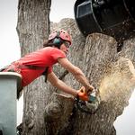 Shreveport Tree Services & Removal - photo 8
