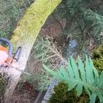 Shreveport Tree Services & Removal - photo 9