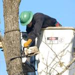 Shreveport Tree Services & Removal - photo 10