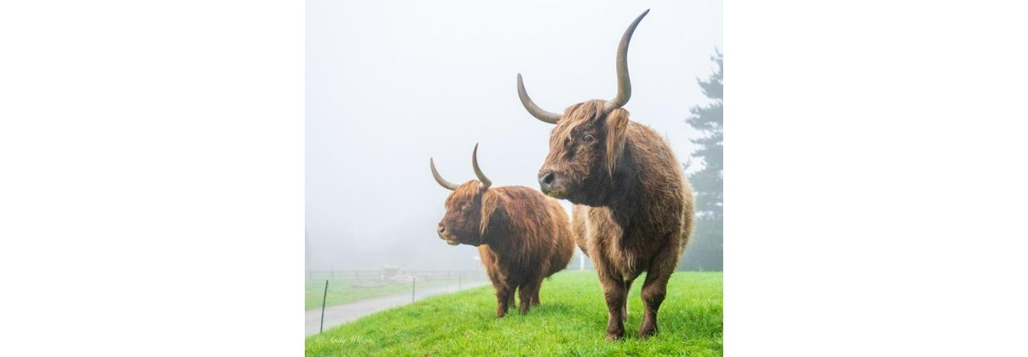 Here Now Films cover photo