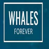Whales Forever - A Study of Whales - Pets in Vallejo