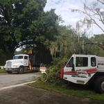 Branch Manager Tree Service - photo 3