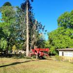 Branch Manager Tree Service - photo 4