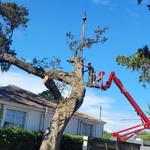 Branch Manager Tree Service - photo 8