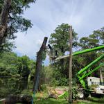 Branch Manager Tree Service - photo 10
