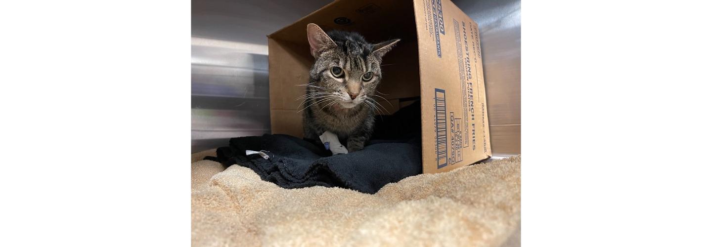 Veterinary Healthcare Associates cover photo