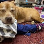 Veterinary Healthcare Associates - photo 1