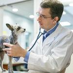 Veterinary Healthcare Associates - photo 2