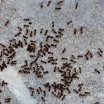 Ants Pest Control Perth  - photo 1