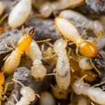 Ants Pest Control Perth  - photo 2