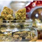 cbd flower - photo 1