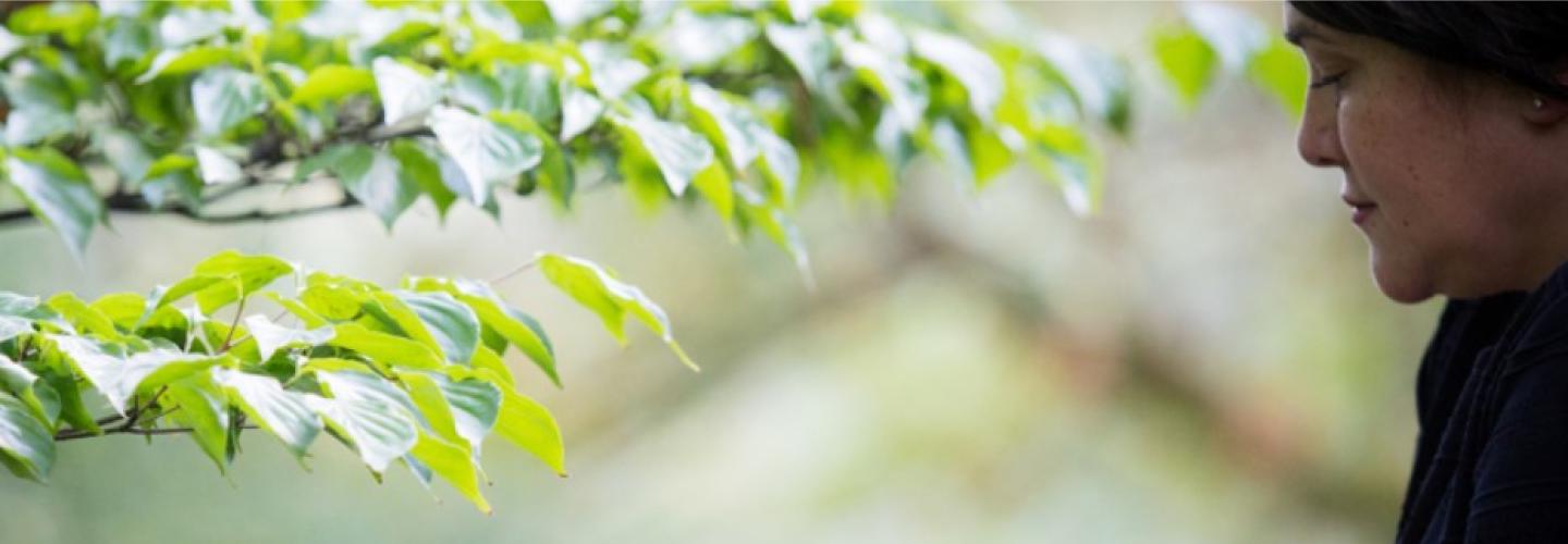 Paikea Mediation cover photo