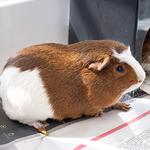 Pasadena Humane - photo 1