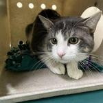 Pasadena Humane - photo 2