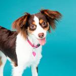 Pasadena Humane - photo 4