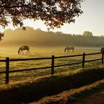 Tommys Fence Company - photo 4