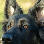 Paul Alderson Photography - photo 1