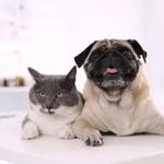 Noah's Ark Pets - photo 2