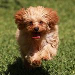 Noah's Ark Pets - photo 3