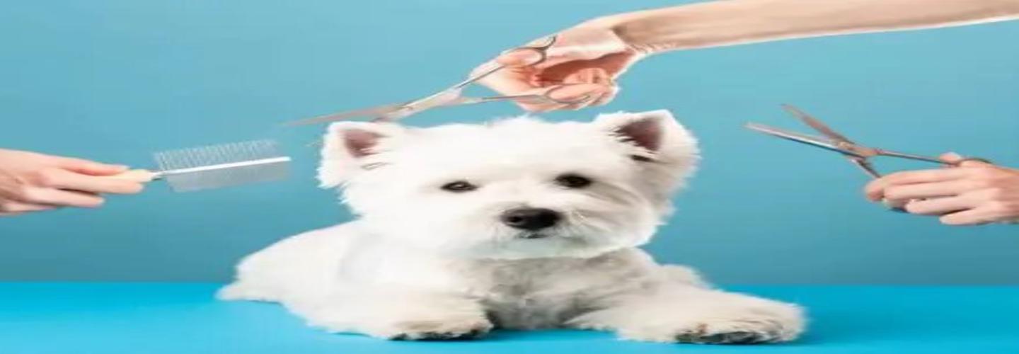 Noah's Ark Pets cover photo