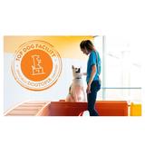 Dogtopia of Orlando - Sanford - Pet Services in Sanford