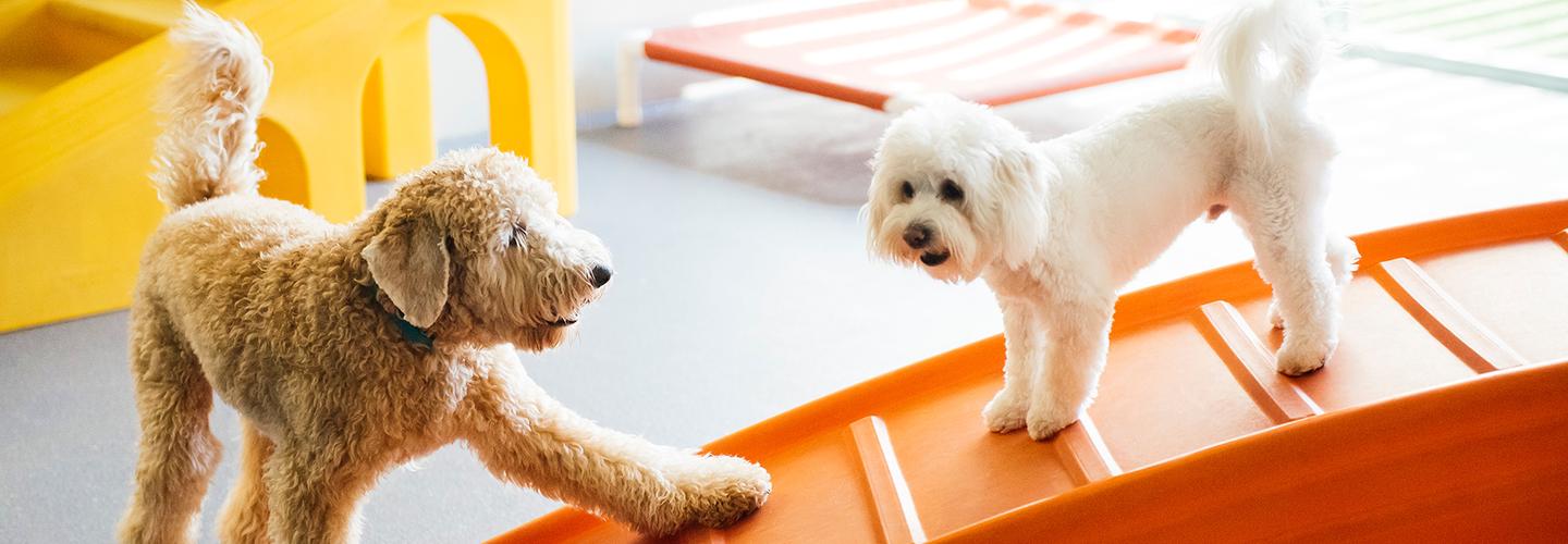 Dogtopia of Orlando - Sanford cover photo