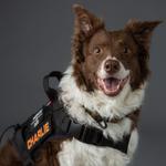 Always Training K9s - photo 2