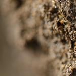 DAT Exterminating - photo 1