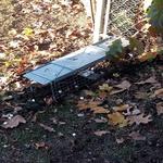 North Shore Wildlife - photo 1