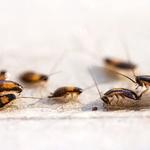 pestblaster - photo 1