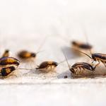 pestblaster - photo 2