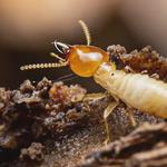 pestblaster - photo 3