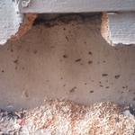 Done Right Rodent Proofing - photo 1