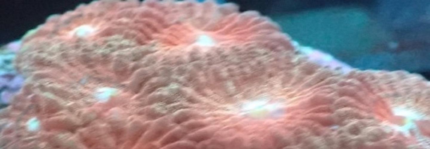 Blackfish Marine cover photo