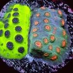 Blackfish Marine - photo 1