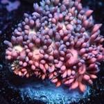 Blackfish Marine - photo 2