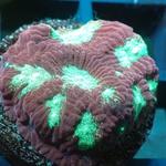 Blackfish Marine - photo 3