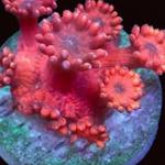 Blackfish Marine - photo 4