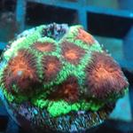 Blackfish Marine - photo 5