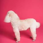 Lacy's Struttin' Mutts - photo 2