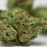 Star Buds Dispensary - photo 2