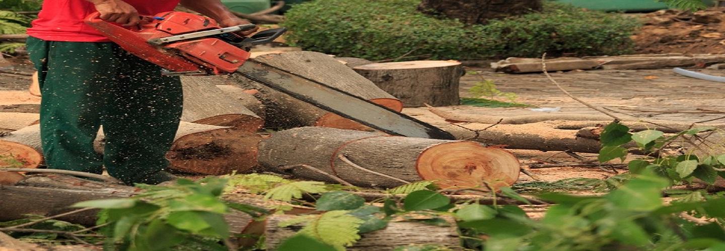 Tree Service Bloomsburg PA cover photo