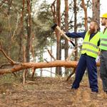Tree Service Bloomsburg PA - photo 1